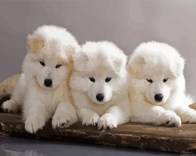 Samoyed Puppies Dogs Painting By Numberss.png