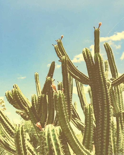 San Pedro Cactus New Painting By Numberss.png