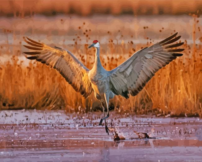 Sandhill Crane Painting By Numberss.png