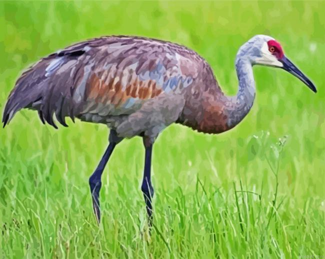 Sandhill Paint By Numbers