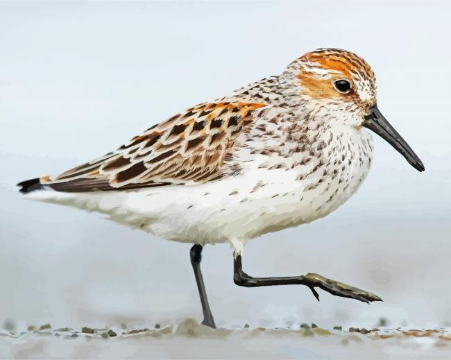 Sandpiper Bird Animal Painting By Numberss.png