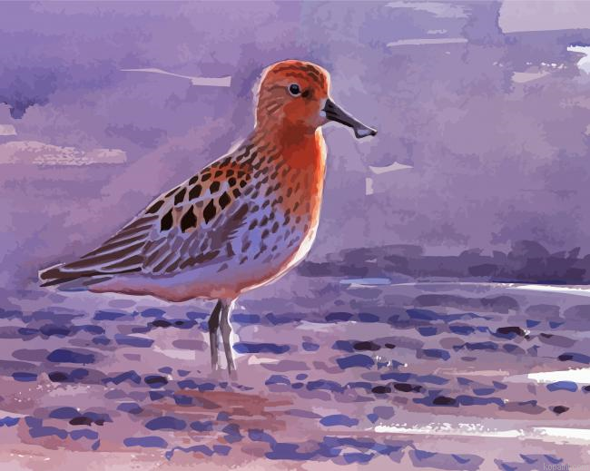 Sandpiper Bird Art Painting By Numberss.png