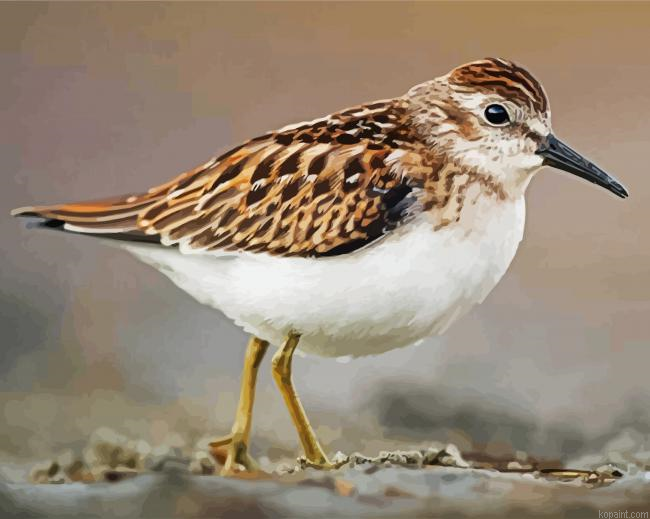 Sandpiper Bird Painting By Numberss.png