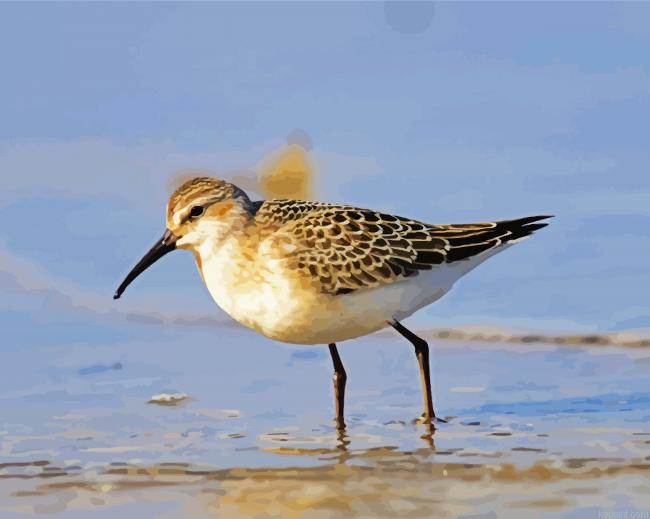 Sandpiper Painting By Numberss.png