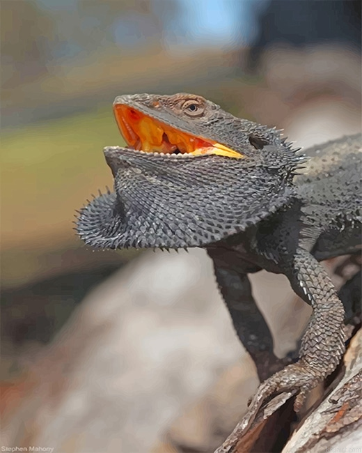 Scary Bearded Dragon New Painting By Numberss.png