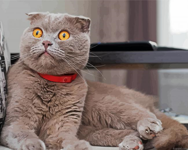 Scottish Fold Grey Cat Painting By Numberss.png
