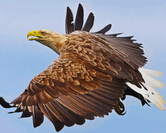 Sea Eagle Bird Flying Painting By Numberss.png