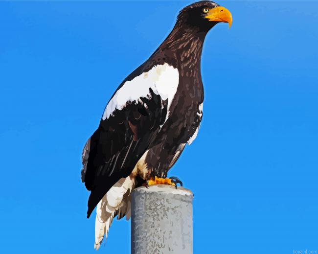 Sea Eagle Painting By Numberss.png