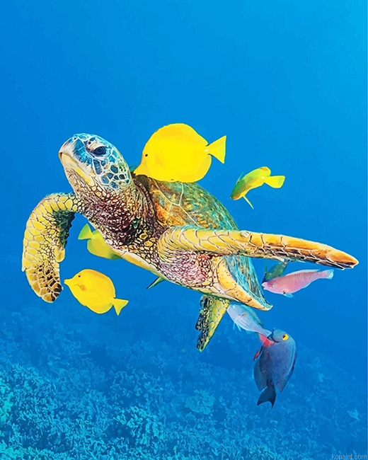 Sea Turtle And Fishes New Painting By Numberss.png