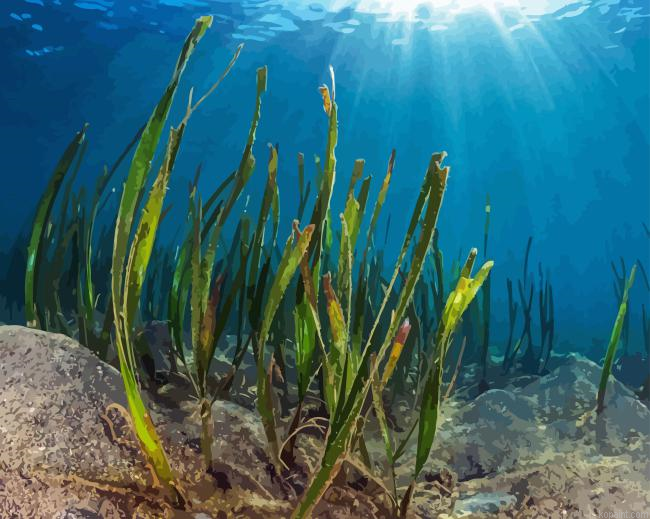 Seagrasses Underwater Plant Painting By Numberss.png