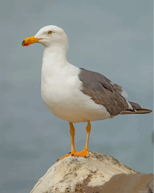 Seagull Bird Paint By Numbers