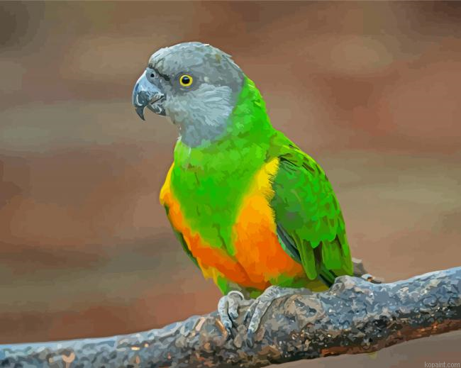 Senegal Parrot Bird Painting By Numberss.png