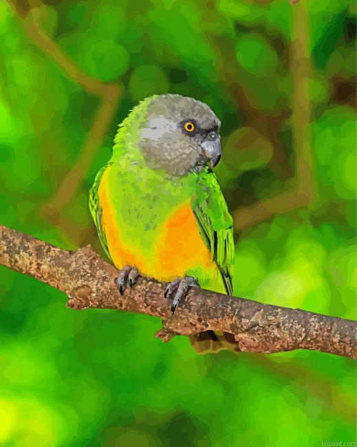 Senegal Parrot Painting By Numberss.png