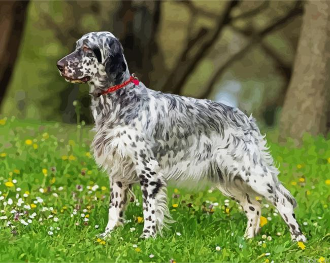 Setter Dog Painting By Numberss.png