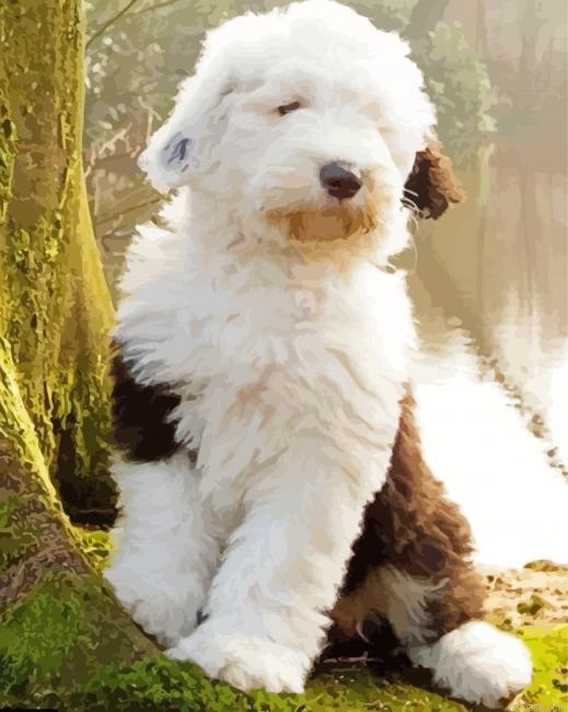 Sheep Dog Animal Painting By Numberss.png