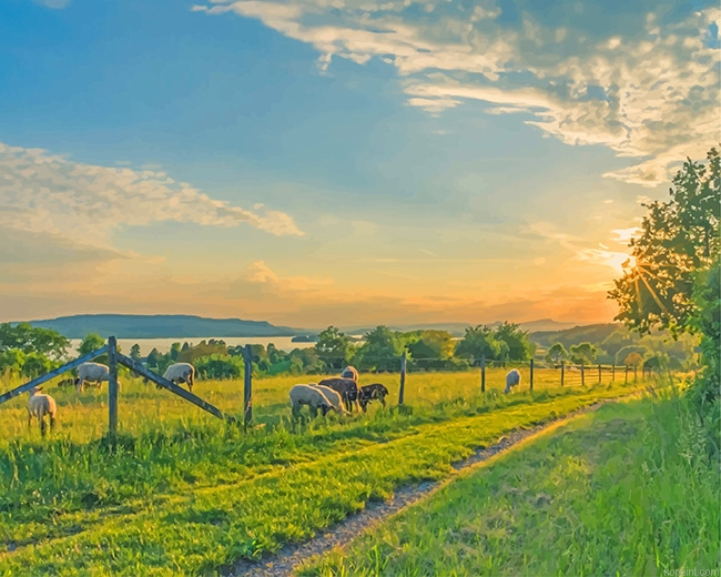 Sheep Field New Painting By Numberss.png