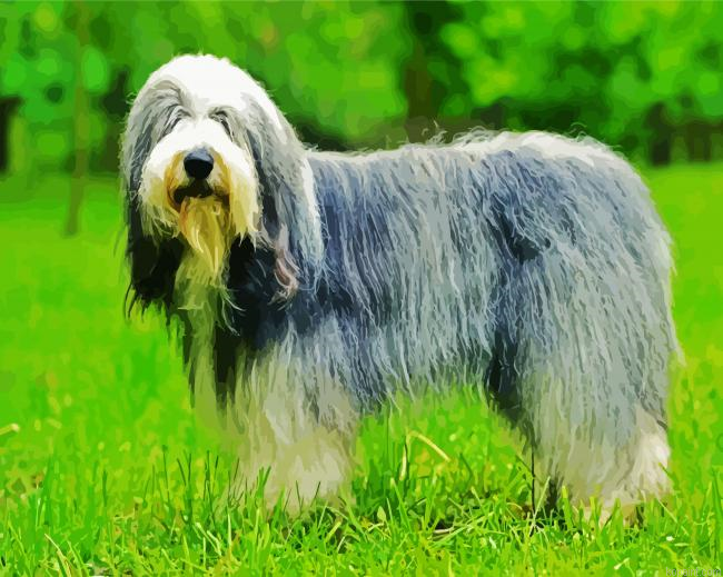 Sheepdog Animal Paint By Numbers.png