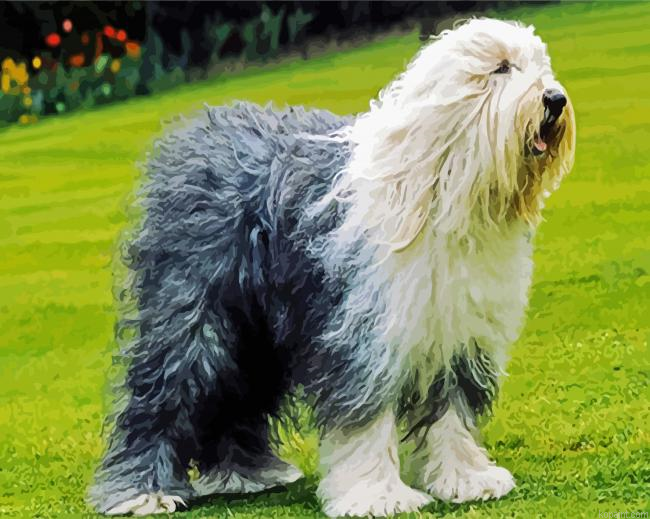 Sheepdog Puppy Paint By Numbers.png