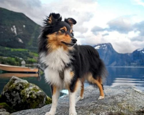 Sheltie Dog Animal Painting By Numberss.png