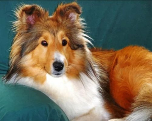 Sheltie Dog Painting By Numberss.png