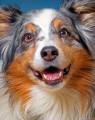 Sheltie Pet Painting By Numberss.png