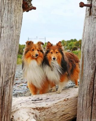 Shelties Dogs Painting By Numberss.png