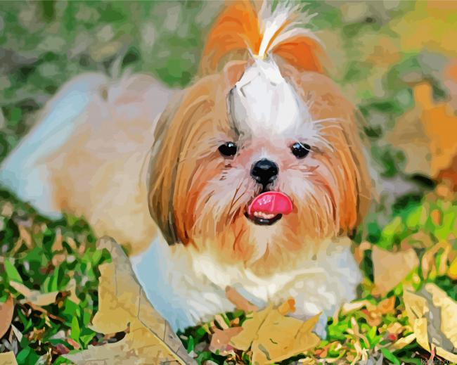 Shih Tzu Dog Animal Paint By Numbers.png