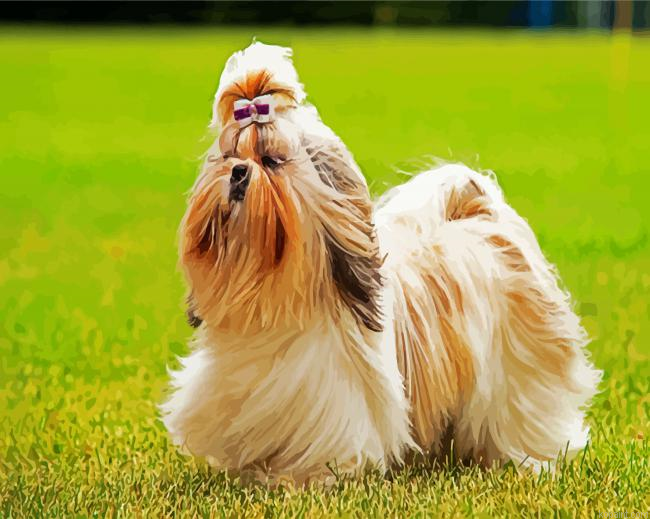 Shih Tzu Dog Painting By Numberss.png