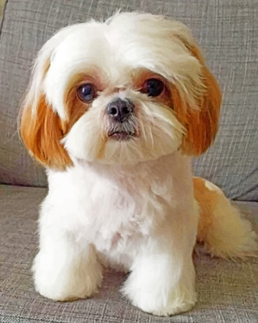 Shih Tzu Painting By Numberss.png