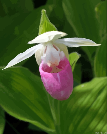 Showy Ladys Slippers Plant Painting By Numberss.png
