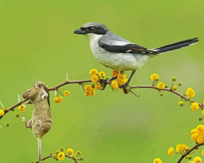 Shrike Bird Animal Painting By Numberss.png