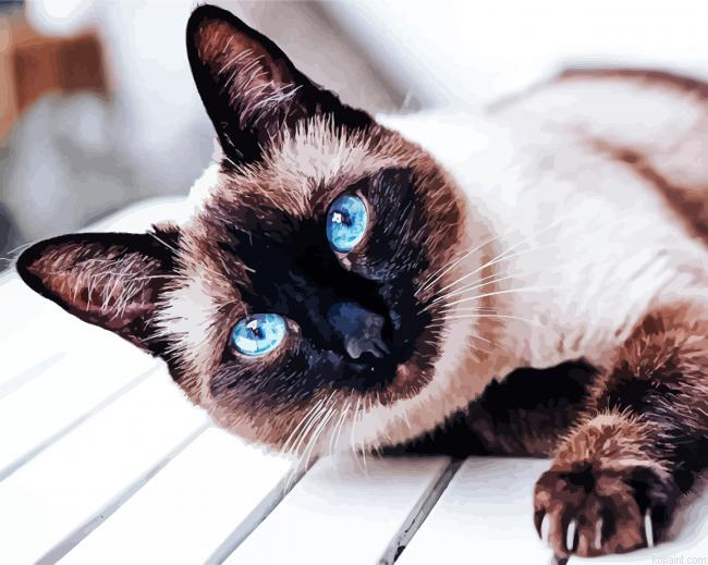Siamese Cat Pet Paint By Numbers