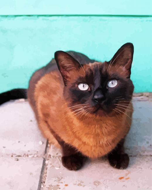 Siamese Dark Haired Painting By Numberss.png