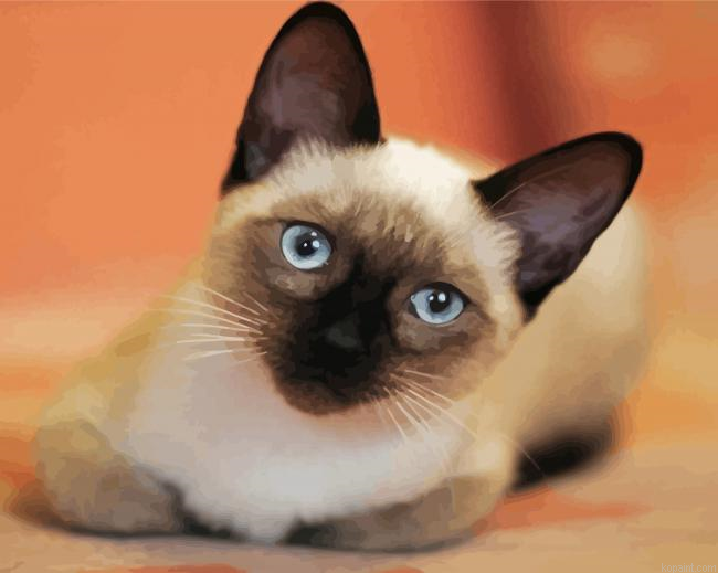 Siamese Kitty Paint By Numbers.png