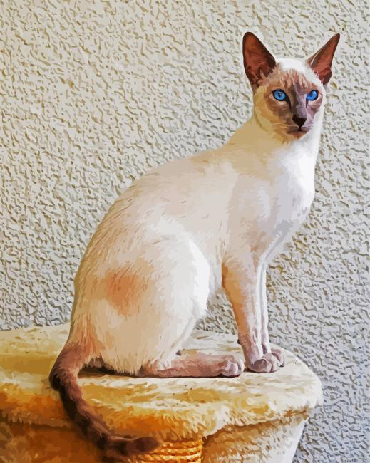 Siamese With Blue Eyes Paint By Numbers.png