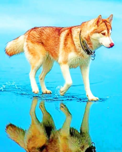 Siberian Brown Husky Painting By Numberss.png