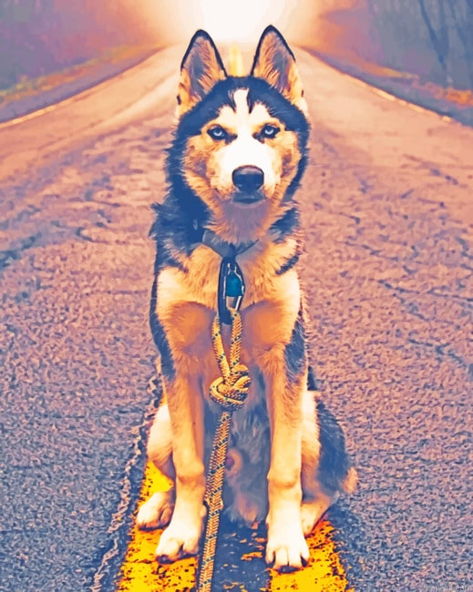 Siberian Husky In Road New Painting By Numberss.png