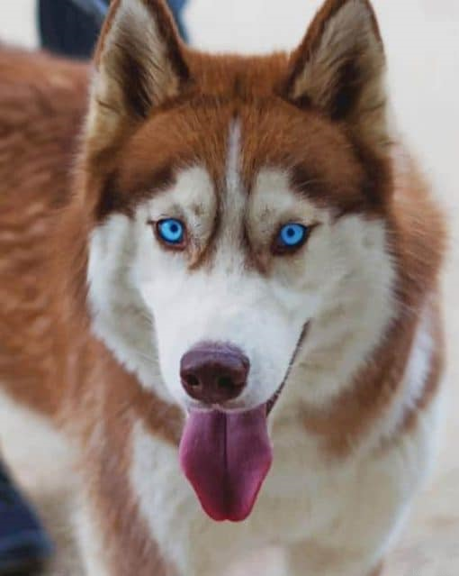 Siberian Husky Painting By Numberss.png