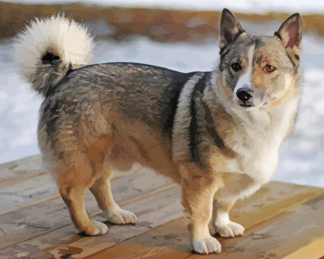 Siborgi Dog Animal Painting By Numberss.png