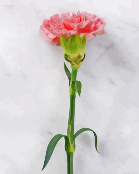 Single Carnation Flower On Table Painting By Numberss.png