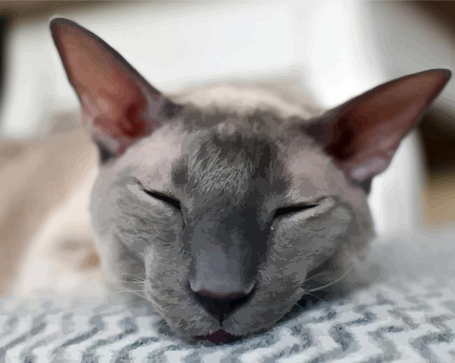 Sleepy Cornish Rex Cat Painting By Numberss.png