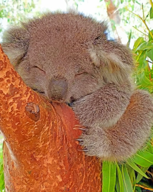 Sleepy Koala Animals Paint By Numbers