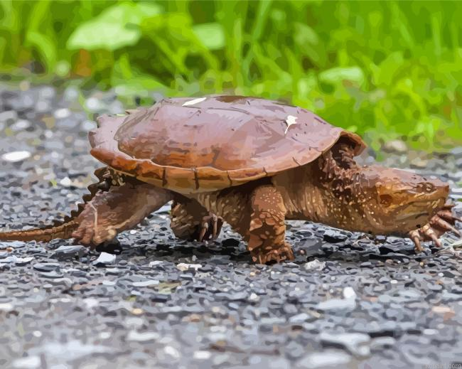 Small Snapping Turtle Painting By Numberss.png