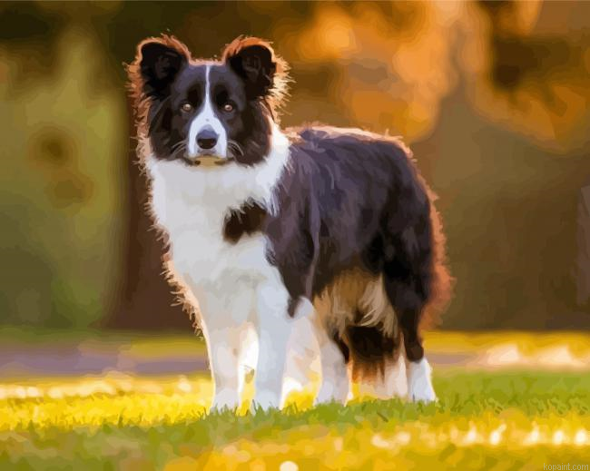 Smooth Collie Painting By Numberss.png