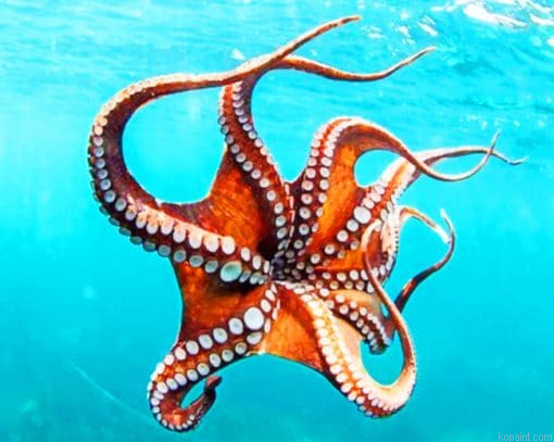 Smoothskin Octopus Paint By Numbers