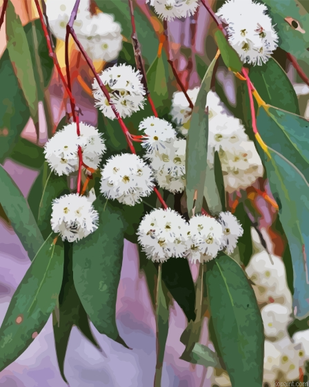 Snow Gum Flowers Painting By Numberss.png