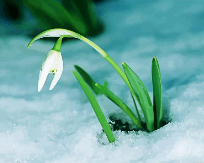 Snowdrop Flower In Snow Paint By Numbers