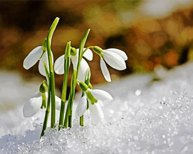 Snowdrop Flowers In Snow Painting By Numberss.png