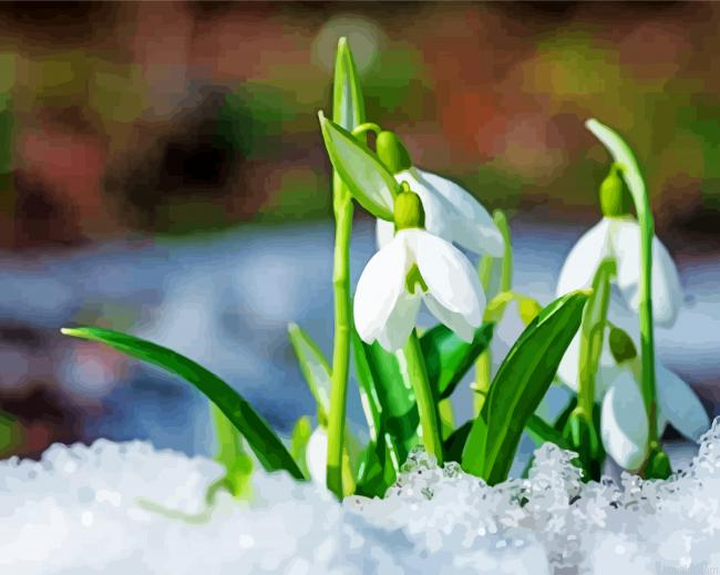 Snowdrop Flowers Painting By Numberss.png
