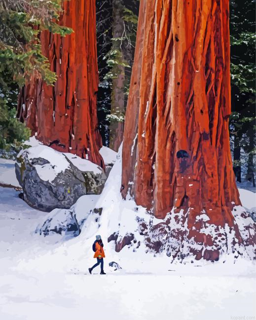 Snowy California Redwoods Paint By Numbers